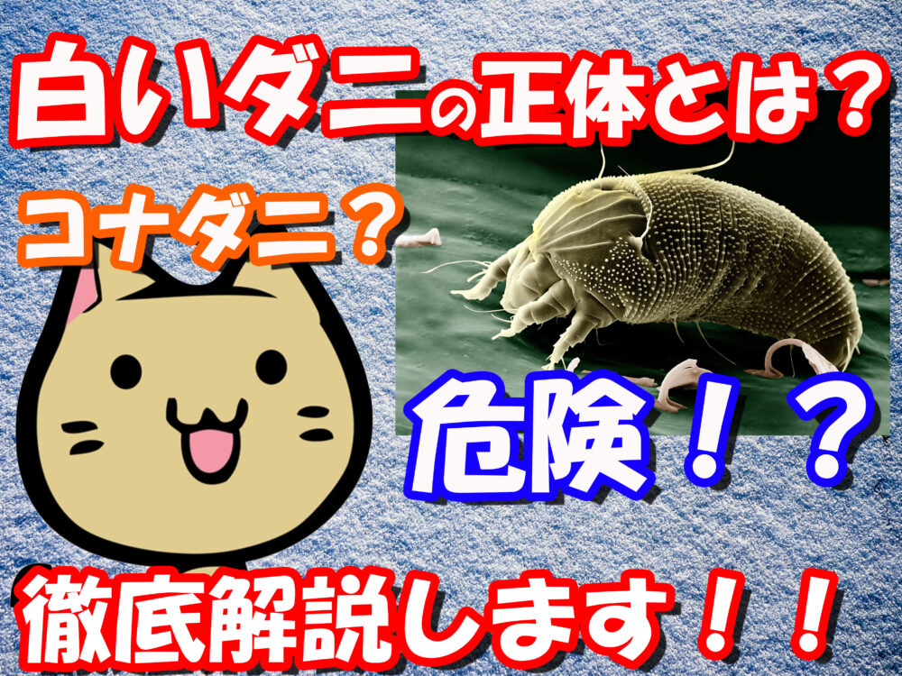 白いダニの正体とは コナダニやチャタテムシの駆除方法から予防対策まで徹底解説 寝室のダニさんキラー